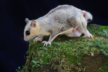 Bir anne şeker planörü iki bebeğini yosun kaplı zeminde emziriyor. Bu keseli memelinin bilimsel adı Petaurus Breviceps..