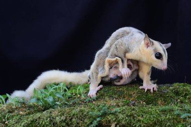 Bir anne şeker planörü iki bebeğini yosun kaplı zeminde emziriyor. Bu keseli memelinin bilimsel adı Petaurus Breviceps..