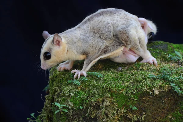 Bir anne şeker planörü iki bebeğini yosun kaplı zeminde emziriyor. Bu keseli memelinin bilimsel adı Petaurus Breviceps..