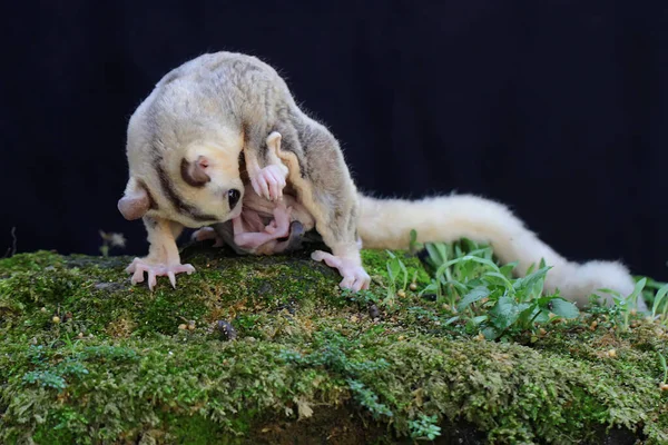 Bir anne şeker planörü iki bebeğini yosun kaplı zeminde emziriyor. Bu keseli memelinin bilimsel adı Petaurus Breviceps..