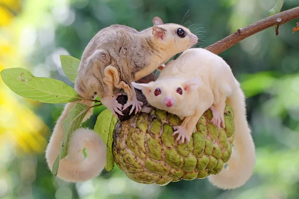 Egy Anyacukros Sikló Gyümölcslevet Eszik Miközben Szoptatja Két Gyerekét Ennek — Stock Fotó