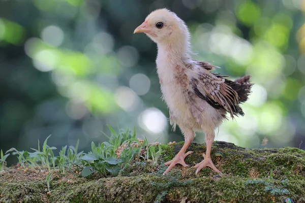 Seekor的小鸡在寻找食物 这种动物的学名是 — 图库照片