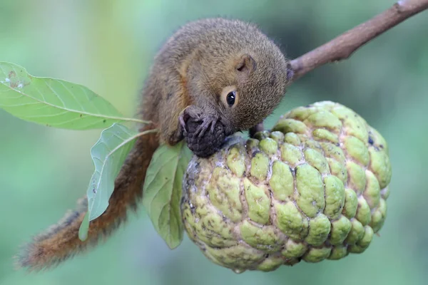 Jovem Esquilo Bananeira Está Comendo Uma Maçã Este Mamífero Roedor — Fotografia de Stock