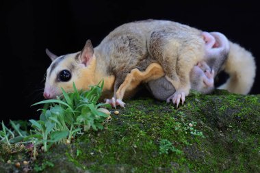 Bir anne şeker planörü iki bebeğini yosun kaplı zeminde emziriyor. Bu keseli memelinin bilimsel adı Petaurus Breviceps..