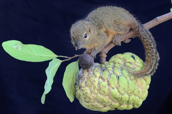Egy Fiatal Plantain Mókus Sodós Almát Eszik Ennek Rágcsáló Emlősnek — Stock Fotó