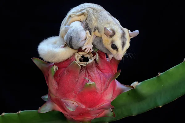 Aliante Madre Zucchero Sta Mangiando Frutta Drago Mentre Allatta Suoi — Foto Stock