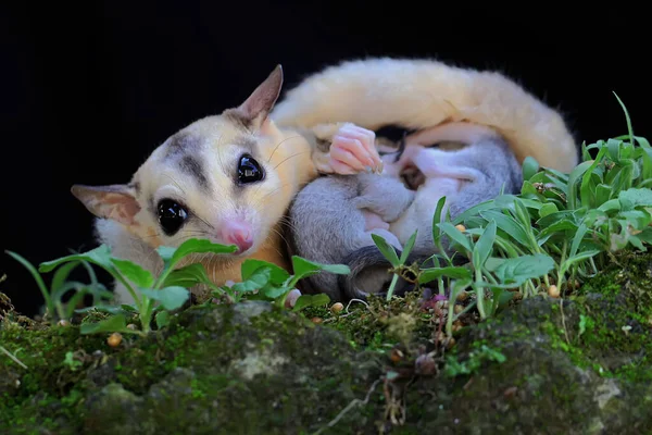 Bir anne şeker planörü iki bebeğini yosun kaplı zeminde emziriyor. Bu keseli memelinin bilimsel adı Petaurus Breviceps..