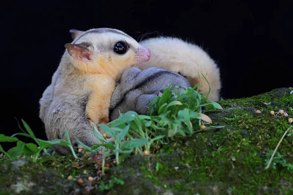 Mother Sugar Glider Nursing Her Two Babies Moss Covered Ground — Stock Photo, Image