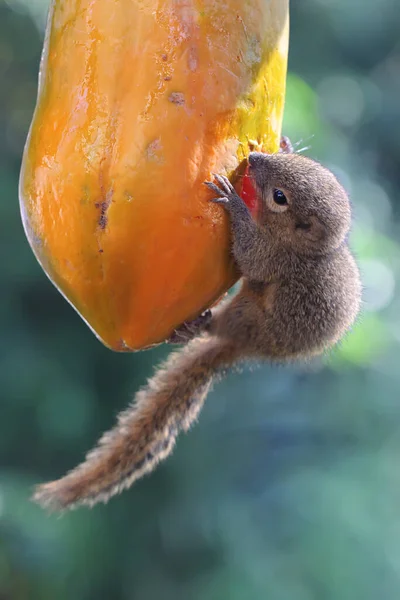 若い植物リスはパパイヤの果物を食べています この哺乳類の学名はCallosciurus Notatusです — ストック写真