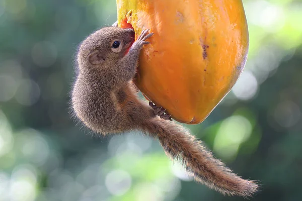Jovem Esquilo Banana Comendo Frutas Mamão Este Mamífero Roedor Tem — Fotografia de Stock
