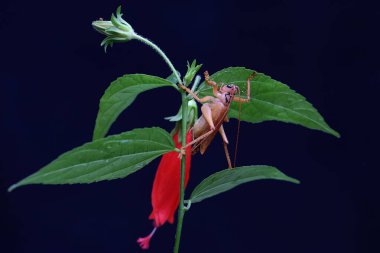 Bir katydit ya da çalılık bir cırcır böceği vahşi bir çiçekte av arıyor..