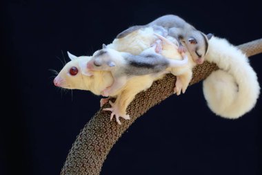 Bir anne şeker planörü iki bebeğini tutarken anturyumda yiyecek arıyor. Bu keseli memelinin bilimsel adı Petaurus Breviceps..