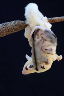 Bir anne şeker planörü iki bebeğini tutarken anturyumda yiyecek arıyor. Bu keseli memelinin bilimsel adı Petaurus Breviceps..