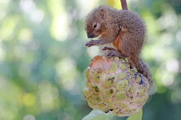 Jovem Esquilo Banana Comendo Frutas Silvestres Este Mamífero Roedor Tem — Fotografia de Stock