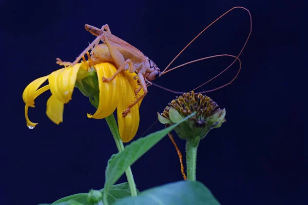 꽃에서 먹이를 여우나 귀뚜라미 — 스톡 사진