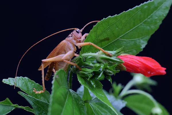 Bir Katydit Çalılık Bir Cırcır Böceği Vahşi Bir Çiçekte Arıyor — Stok fotoğraf