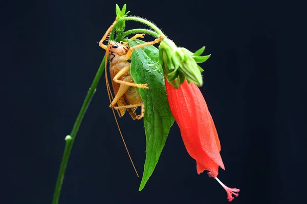 Bir Katydit Çalılık Bir Cırcır Böceği Vahşi Bir Çiçekte Arıyor — Stok fotoğraf