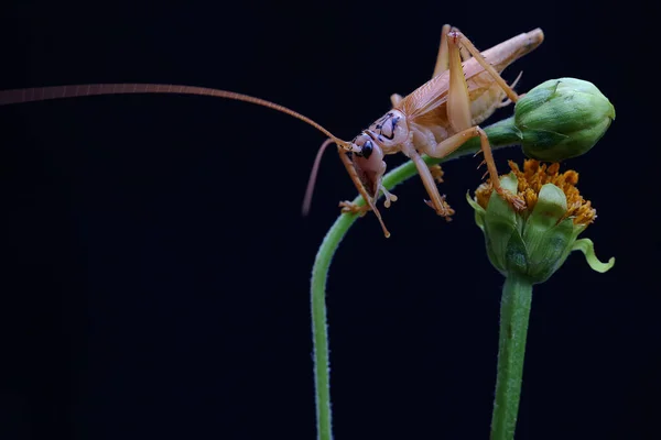 Katydids Grilo Arbusto Está Procura Presas Uma Flor Silvestre — Fotografia de Stock