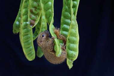 Vahşi meyve yiyen genç bir muz sincabı. Bu kemirgen memelinin bilimsel adı Callosciurus notatus..