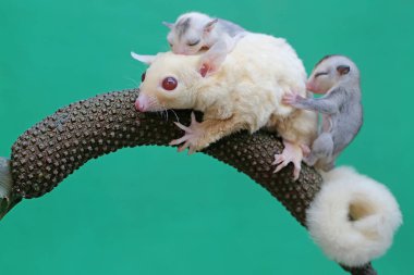 Bir anne şeker planörü iki bebeğini tutarken anturyumda yiyecek arıyor. Bu keseli memelinin bilimsel adı Petaurus Breviceps..