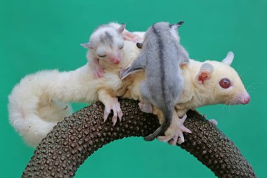 Bir anne şeker planörü iki bebeğini tutarken anturyumda yiyecek arıyor. Bu keseli memelinin bilimsel adı Petaurus Breviceps..