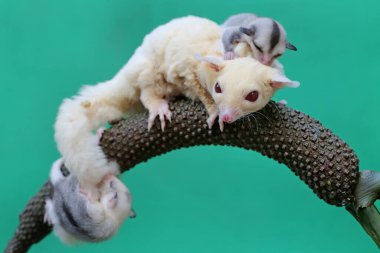 Bir anne şeker planörü iki bebeğini tutarken anturyumda yiyecek arıyor. Bu keseli memelinin bilimsel adı Petaurus Breviceps..