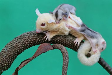 Bir anne şeker planörü iki bebeğini tutarken anturyumda yiyecek arıyor. Bu keseli memelinin bilimsel adı Petaurus Breviceps..