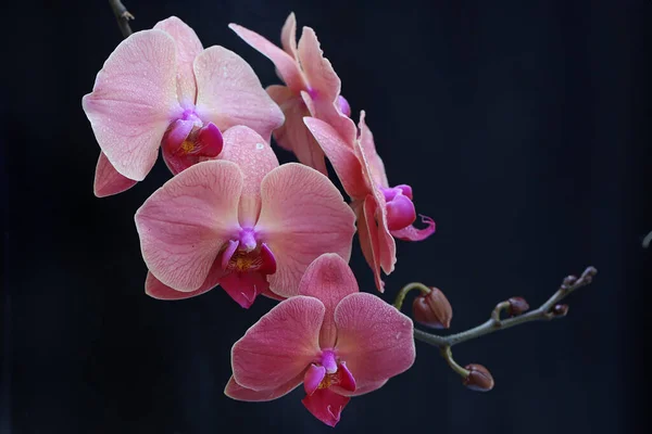 Beleza Uma Orquídea Traça Plena Floração Esta Bela Flor Tem — Fotografia de Stock