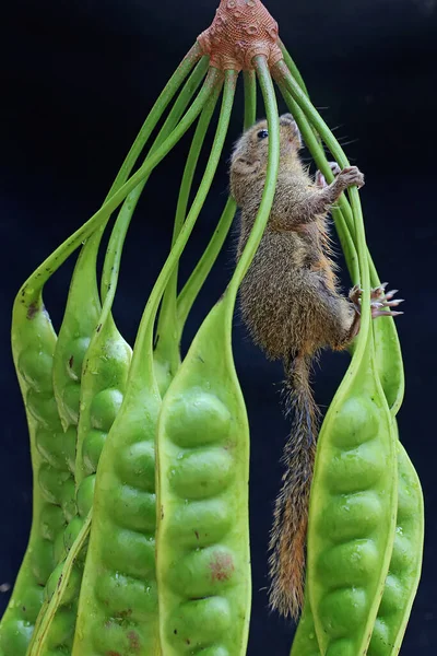 Jovem Esquilo Banana Comendo Frutas Silvestres Este Mamífero Roedor Tem — Fotografia de Stock