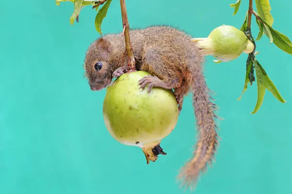 Jovem Esquilo Banana Comendo Frutas Silvestres Este Mamífero Roedor Tem — Fotografia de Stock