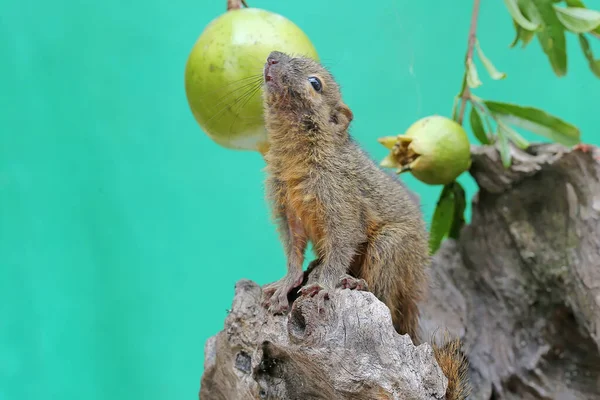 Vahşi Meyve Yiyen Genç Bir Muz Sincabı Kemirgen Memelinin Bilimsel — Stok fotoğraf