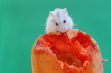 Bir Campbell cüce hamster olgun bir papaya yiyor. Bu kemirgenin bilimsel adı Phodopus kampbelli..