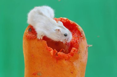 Bir Campbell cüce hamster olgun bir papaya yiyor. Bu kemirgenin bilimsel adı Phodopus kampbelli..