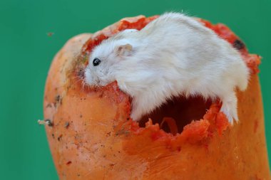 Bir Campbell cüce hamster olgun bir papaya yiyor. Bu kemirgenin bilimsel adı Phodopus kampbelli..