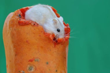 Bir Campbell cüce hamster olgun bir papaya yiyor. Bu kemirgenin bilimsel adı Phodopus kampbelli..