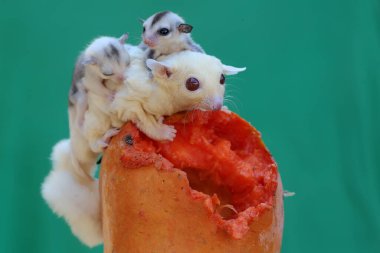 Bir anne şeker planörü iki bebeğini emzirirken papaya meyvesi yiyor. Bu keseli memelinin bilimsel adı Petaurus Breviceps..