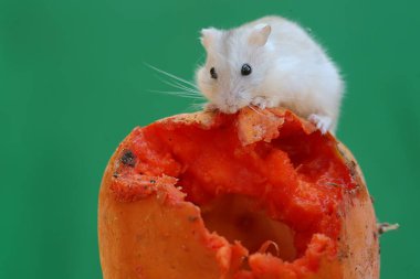 Bir Campbell cüce hamster olgun bir papaya yiyor. Bu kemirgenin bilimsel adı Phodopus kampbelli..