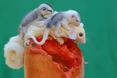 Bir anne şeker planörü iki bebeğini emzirirken papaya meyvesi yiyor. Bu keseli memelinin bilimsel adı Petaurus Breviceps..