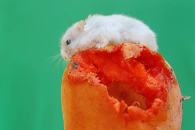 Bir Campbell cüce hamster olgun bir papaya yiyor. Bu kemirgenin bilimsel adı Phodopus kampbelli..