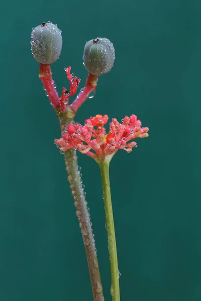 Buddha Belly Goutystalk Nettlespurge Flower Bloom 식물에는 과학적 Jatatpha Podagrica — 스톡 사진