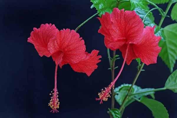満開の赤いハイビスカスの花の美しさ この美しい開花植物には学名がありますハイビスカスRosasinensis — ストック写真