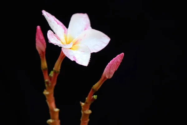 Piękno Kwitnących Kwiatów Frangipani Orzeźwiającymi Kroplami Rosy Ten Kwiat Naukowe — Zdjęcie stockowe
