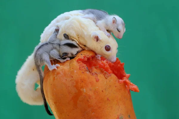 A mother sugar glider is eating papaya fruit while nursing her two babies. This marsupial mammal has the scientific name Petaurus breviceps.