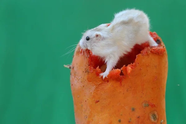 A Campbell dwarf hamster is eating a ripe papaya. This rodent has the scientific name Phodopus campbelli.