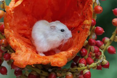 Bir Campbell cüce hamster olgun bir papaya yiyor. Bu kemirgenin bilimsel adı Phodopus kampbelli..