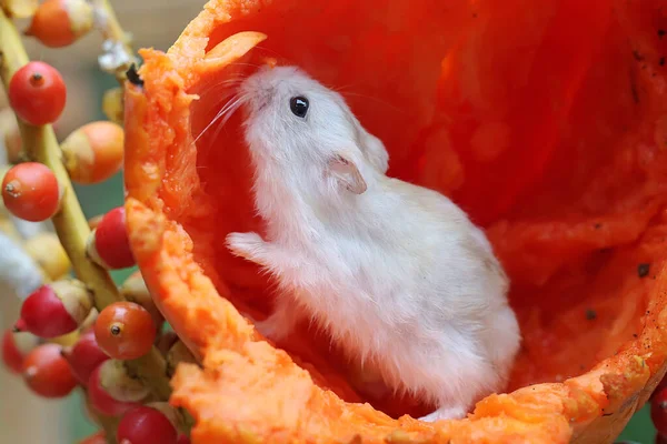 Bir Campbell cüce hamster olgun bir papaya yiyor. Bu kemirgenin bilimsel adı Phodopus kampbelli..