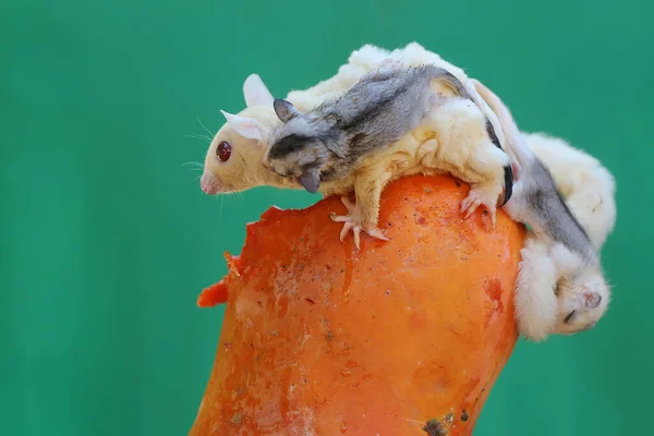 A mother sugar glider is eating papaya fruit while nursing her two babies. This marsupial mammal has the scientific name Petaurus breviceps.