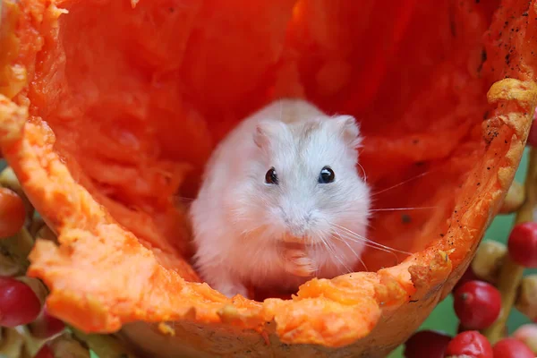 A Campbell dwarf hamster is eating a ripe papaya. This rodent has the scientific name Phodopus campbelli.