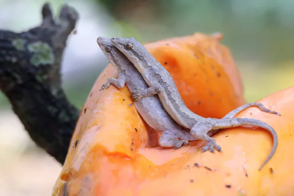 A pair of flat tailed house geckos prepare to mate. This reptile has the scientific name Hemidactylus platyurus.