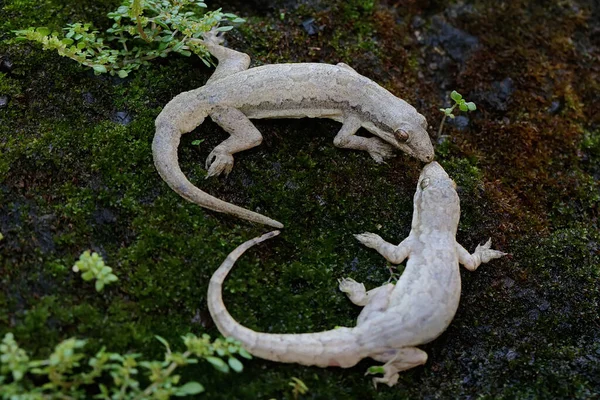 Pair Flat Tailed House Geckos Prepare Mate Reptile Has Scientific — Stock Photo, Image